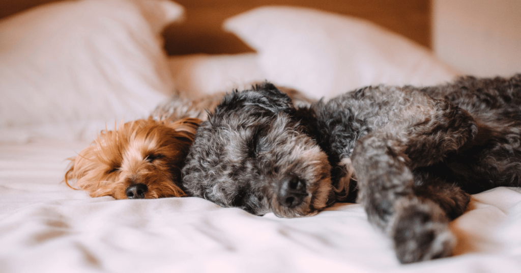 Pets Sleeping on Affordable Luxury and Pet friendly Rentals | Dallas Apartment Locators | Free Service | Call 972 818 3456